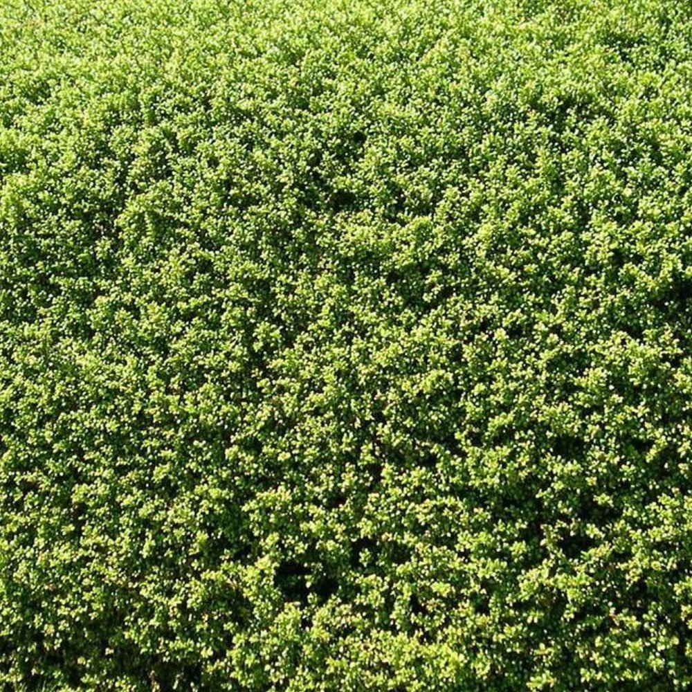 Ilex crenata 'Green Hedge'