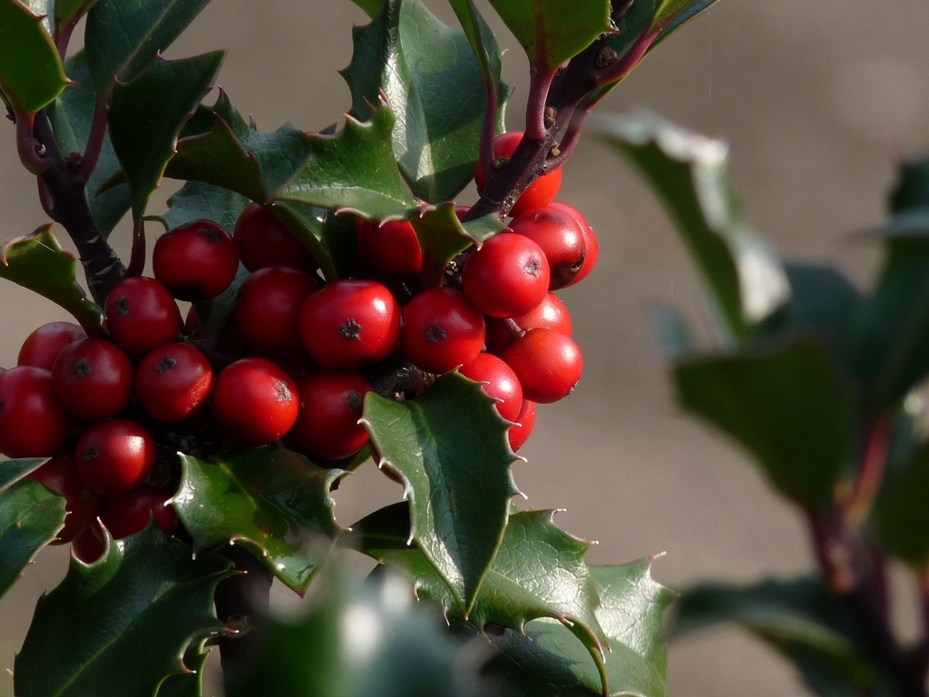 Ilex meserveae 'Blue Angel'