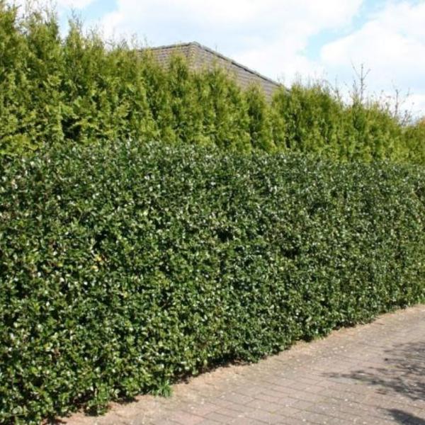 Ilex meserveae 'Blue Prince'