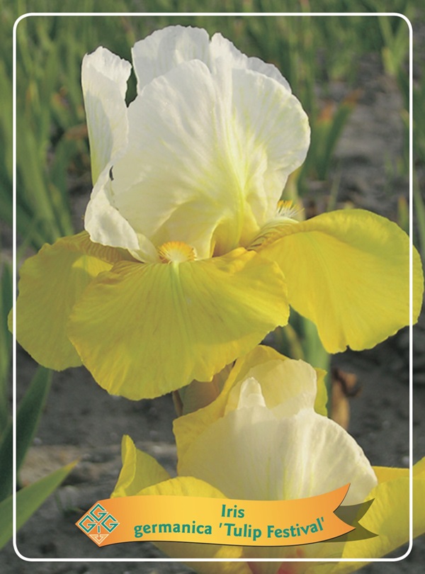 Iris (G) 'Tulip Festival'
