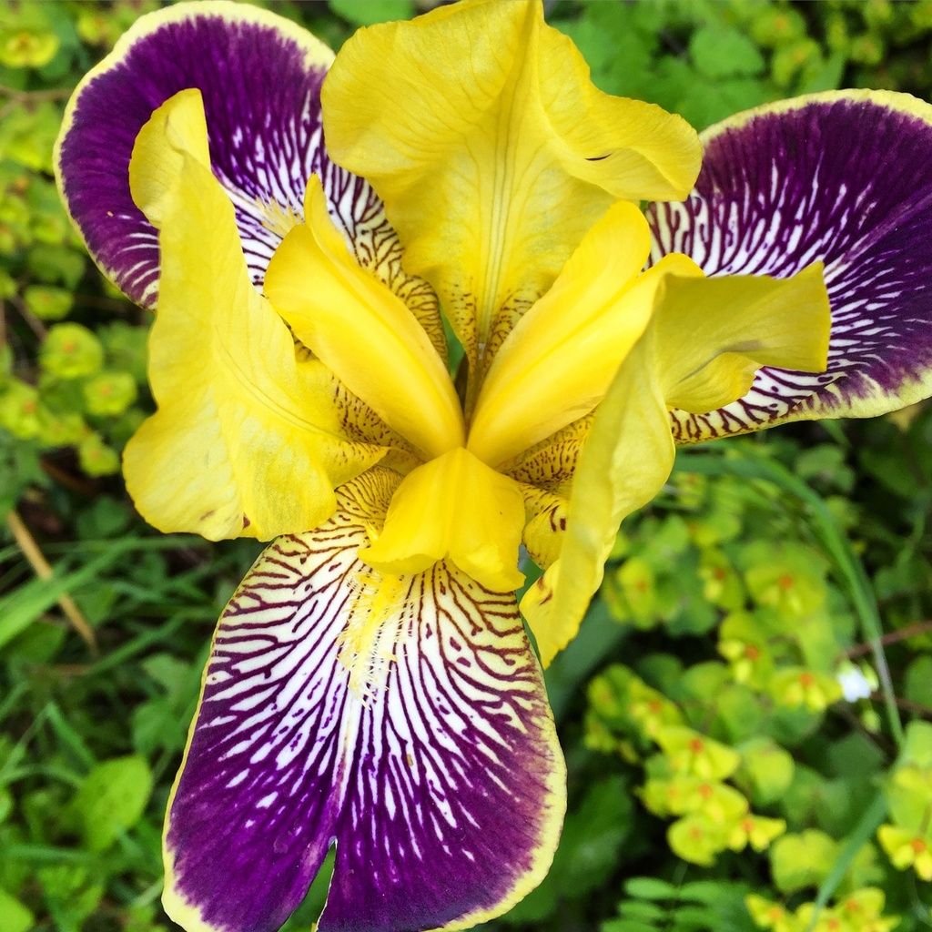 Iris germanica 'Nibelungen'