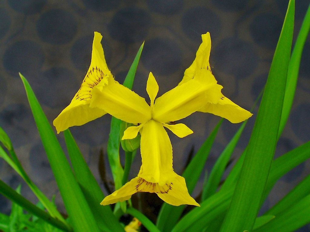 IRIS DES MARAIS
