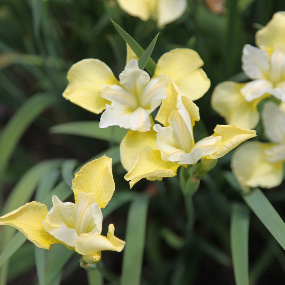Iris sibirica 'Butter and Sugar'