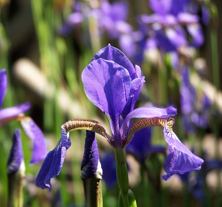 Iris sibirica