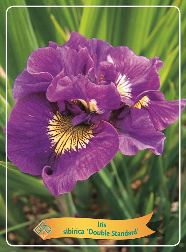 IRIS DE SIBÉRIE