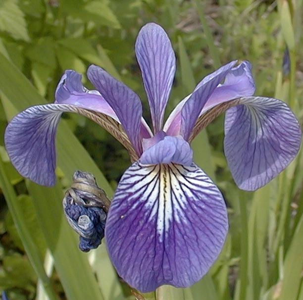 IRIS VERSICOLORE