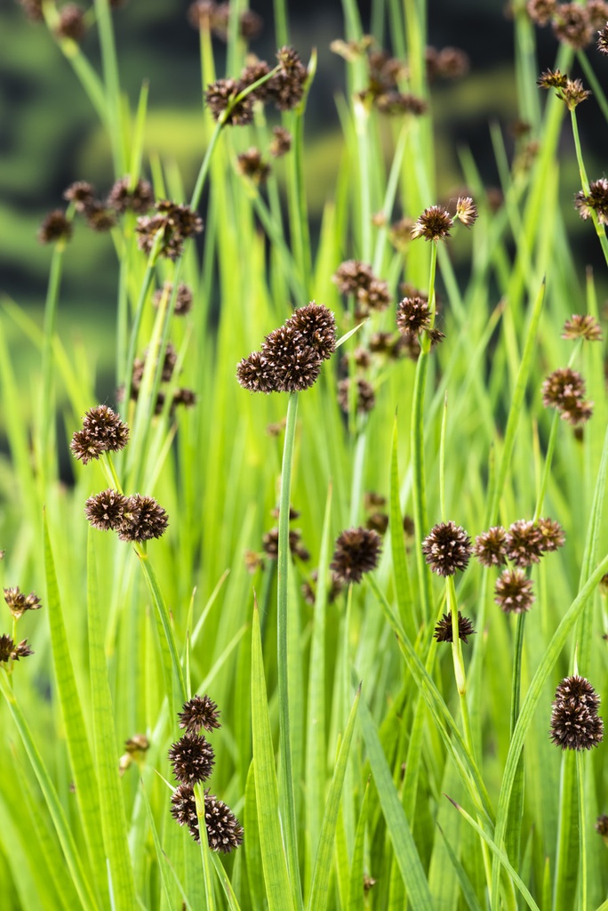 Juncus effusus
