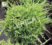 Juniperus