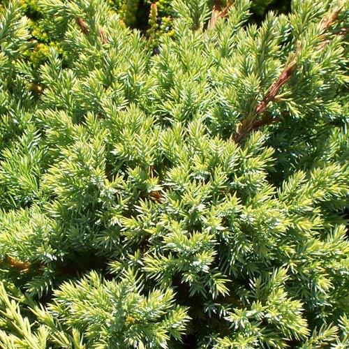 Juniperus squam. 'Holger' (GD)