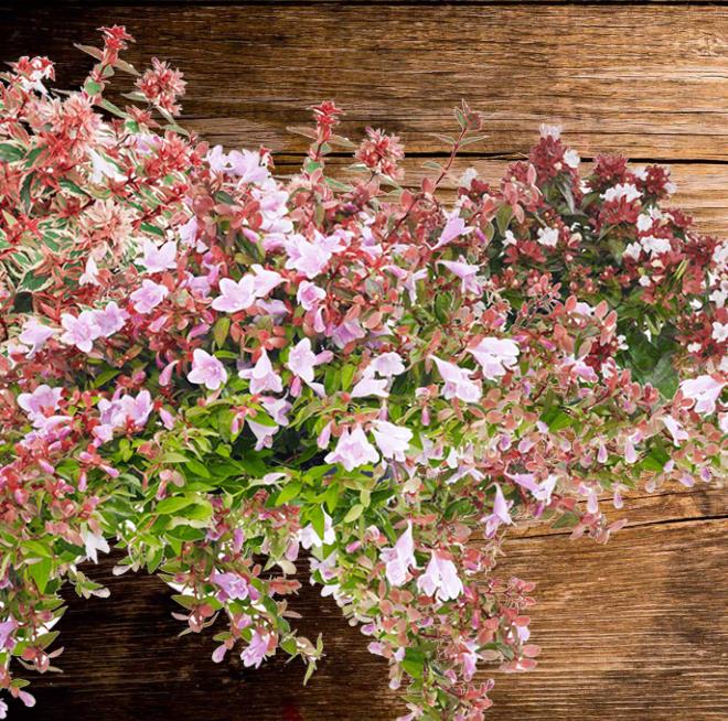 Abelia grand.  'Little Lady'
