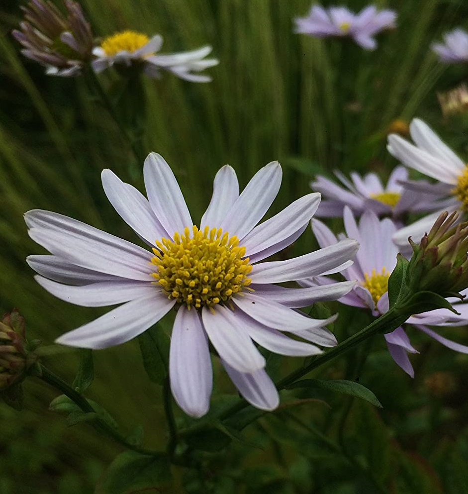 Kalimeris incisa 'Blue Star'
