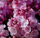 Kalmia lat. 'Little Linda'