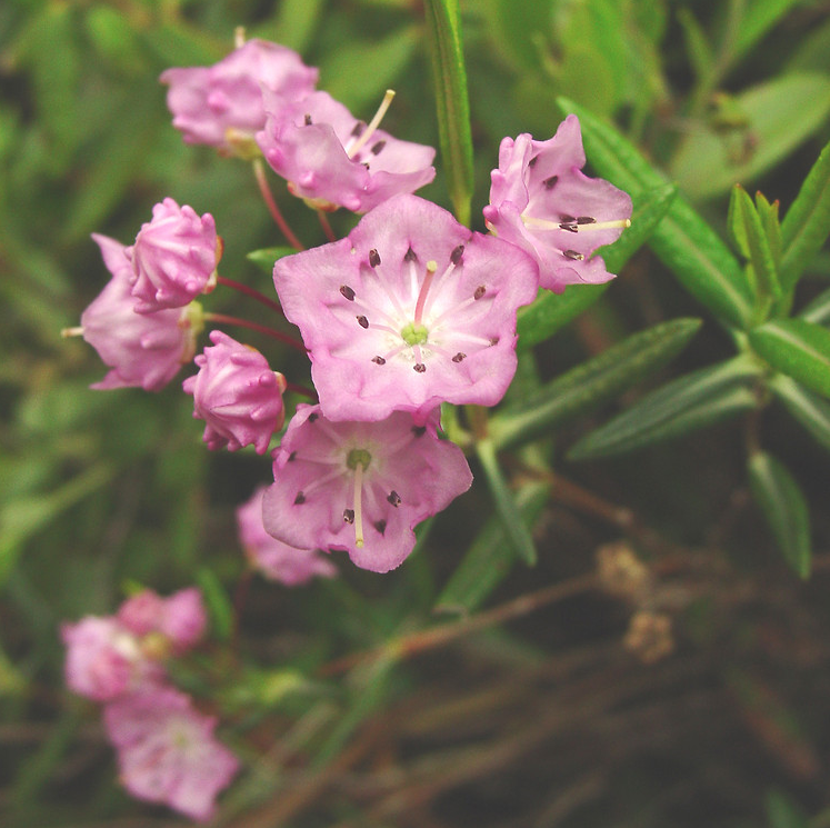 Kalmia polifolia