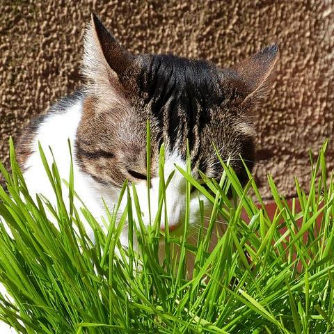 KATTENGRAS Cyperus alternifolium 'Zumula'