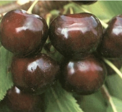 Kers 'Bigarreau BURLAT'