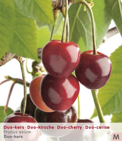 Kers DUO 'REGINA/SUNBURST'