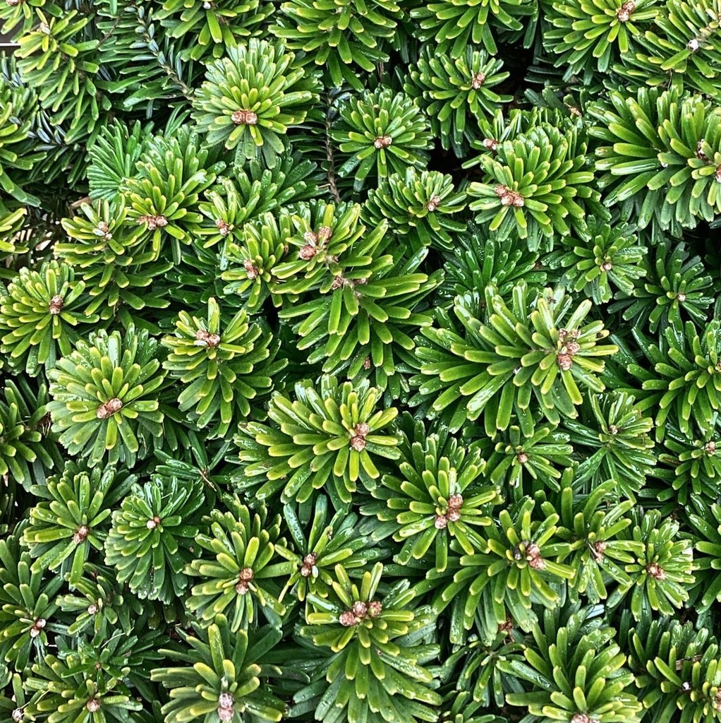 SAPIN DE CORÉE