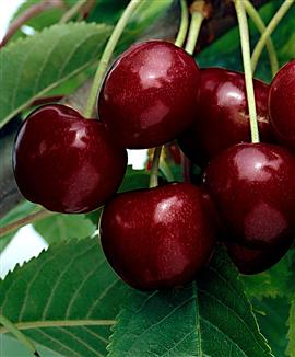 CERISE 'SYLVIA'