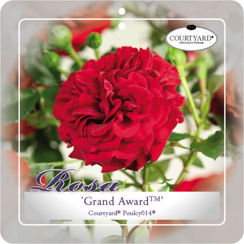 'Grand Award'(TM) Courtyard® Klimroos