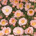 'OPEN ARMS'® ROSIER GRIMPANT