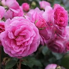 'OZEANA'® ROSIER GRIMPANT