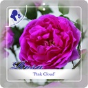'PINK CLOUD' ROSIER GRIMPANT