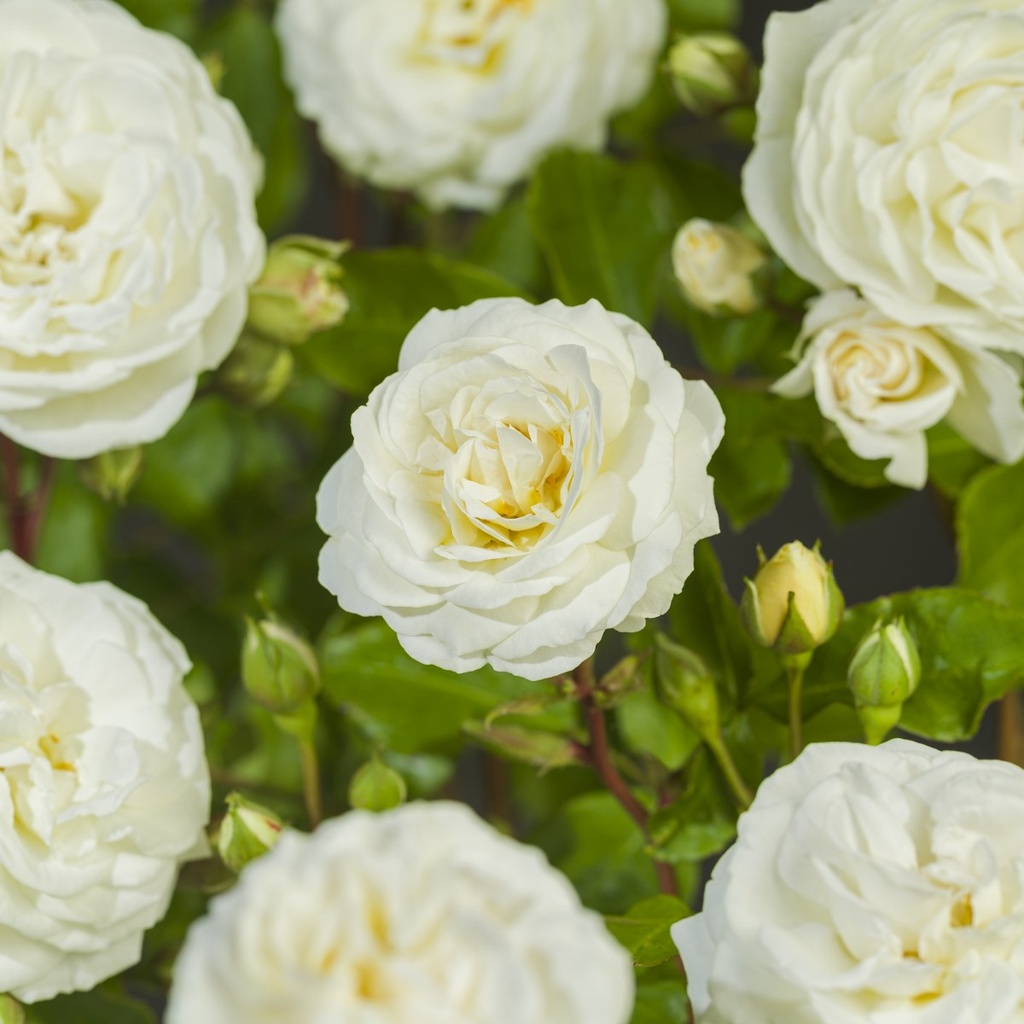 'PERFUME DREAMS'® ROSIER GRIMPANT