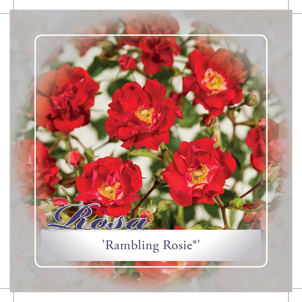 'Rambling Rosie'® Klimroos