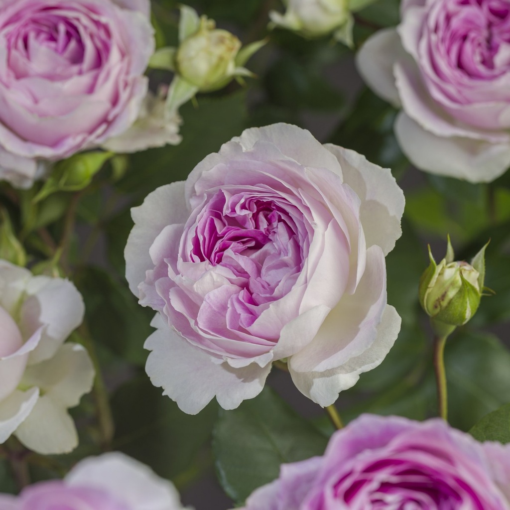 'SAPHIR'® ROSIER GRIMPANT