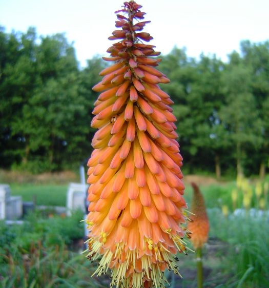 Kniphofia 'Alcazar'