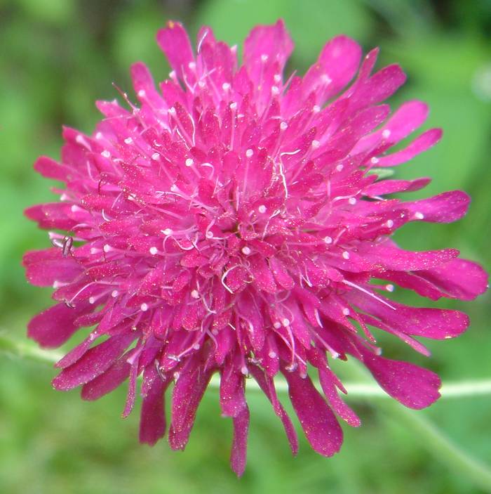Knautia