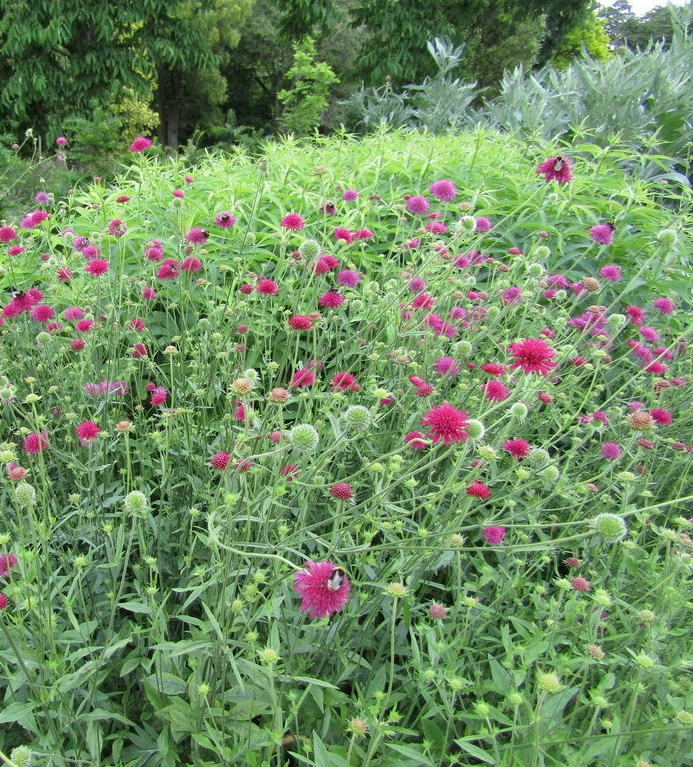 Knautia mac. 'Melton Pastels'