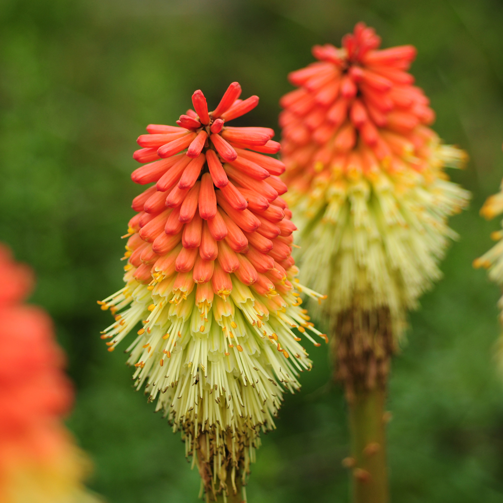 Kniphofia uvaria