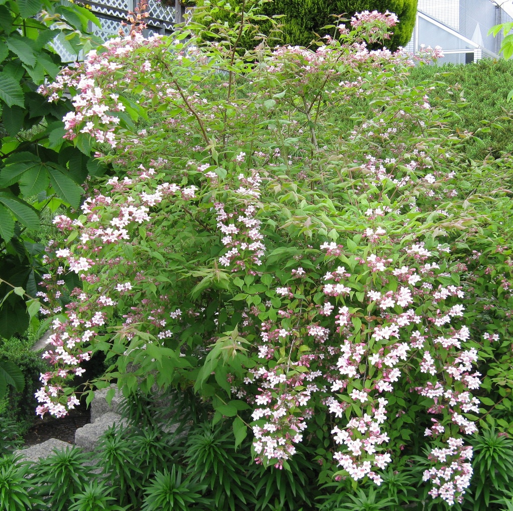 BUISSON DE BEAUTÉ