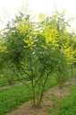 SAVONNIER DE CHINE