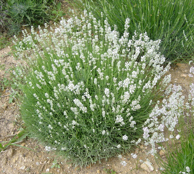 Lavandula ang. 'Alba'