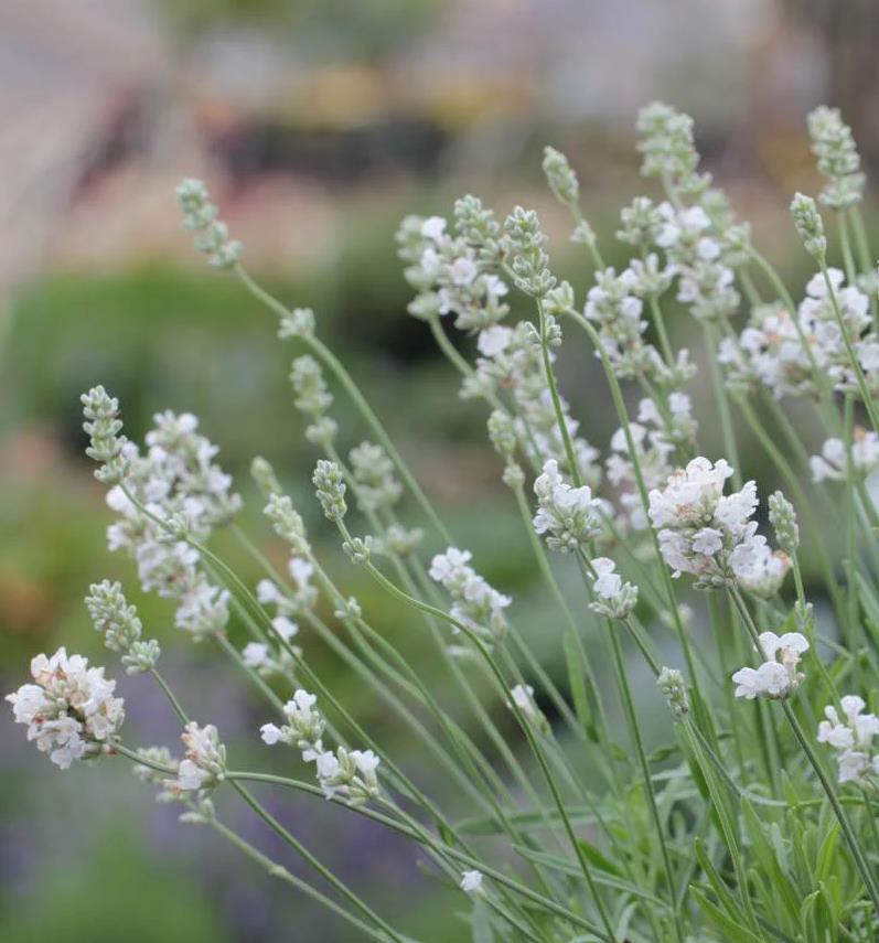 Lavandula ang. 'Aromance White'