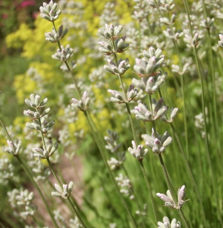 Lavandula int. 'Edelweiss'