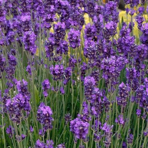 Lavandula ang. 'Essence Purple'
