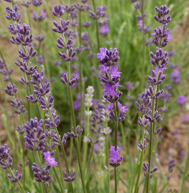 LAVENDE