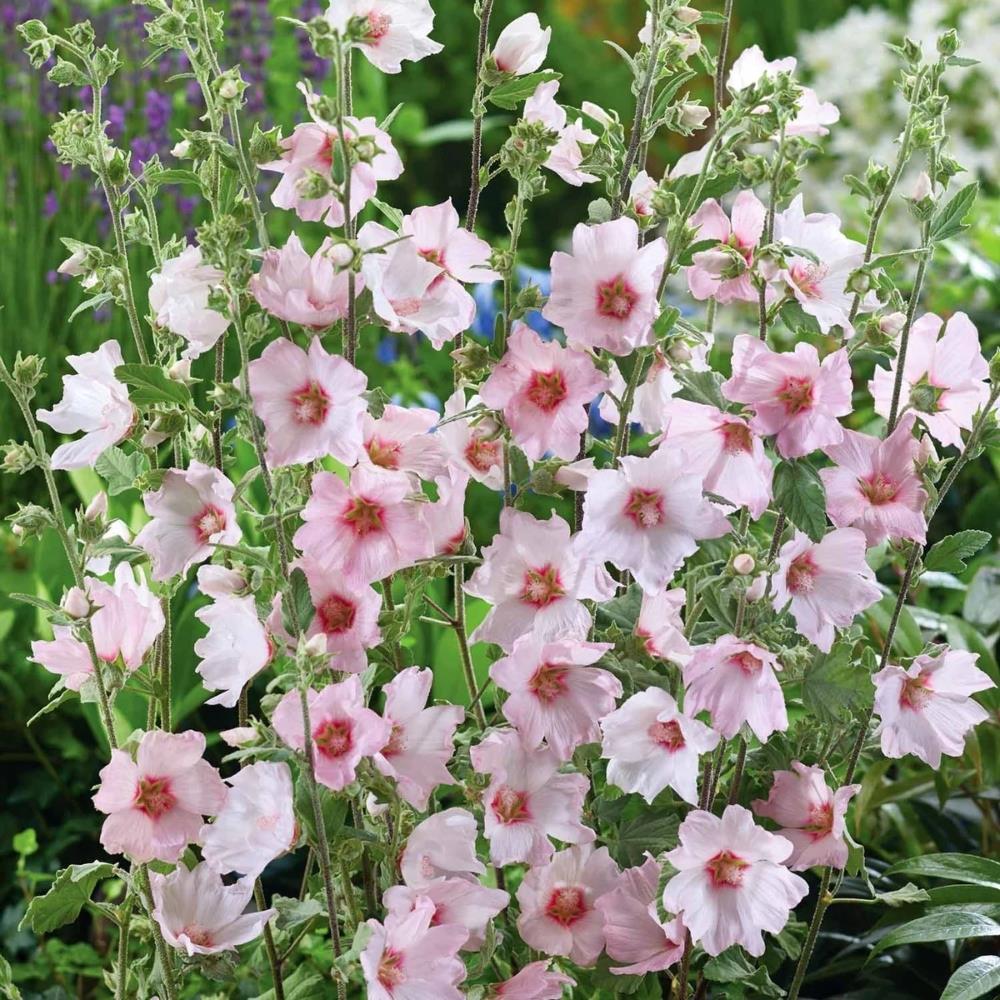 Lavatera  'Baby Barnsley'  (GD)