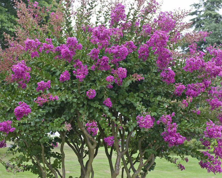LILAS DES INDES