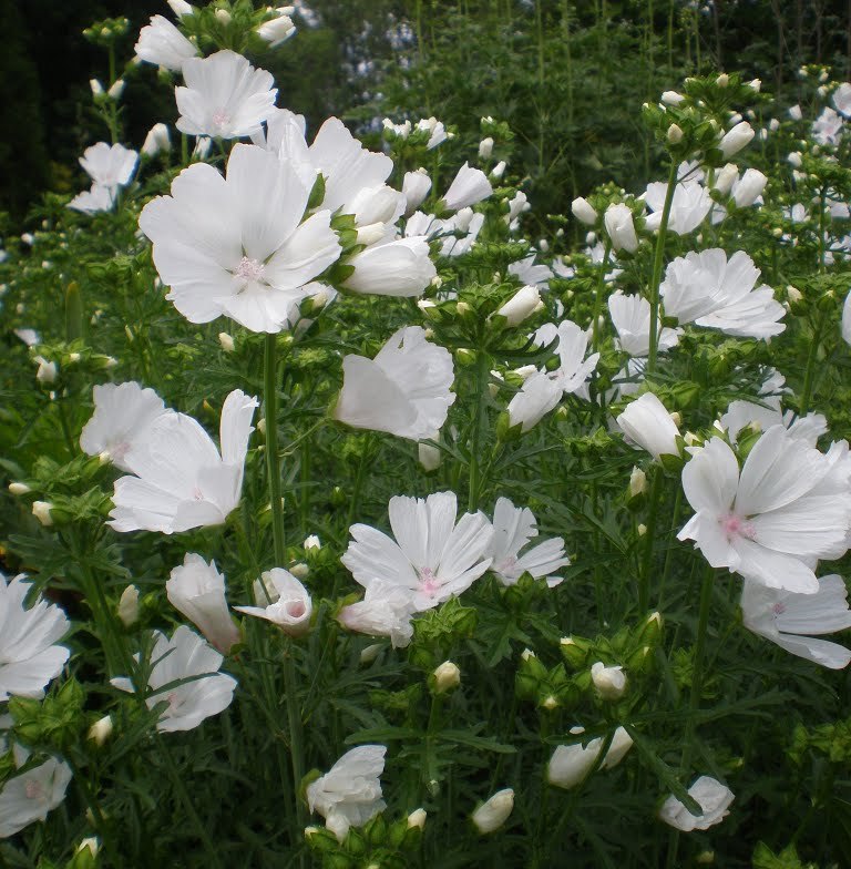 Lavatera 'Ice Cool'