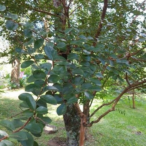Lagerstroemia ind. 'Coconut Sorbet'