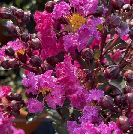 LILAS DES INDES