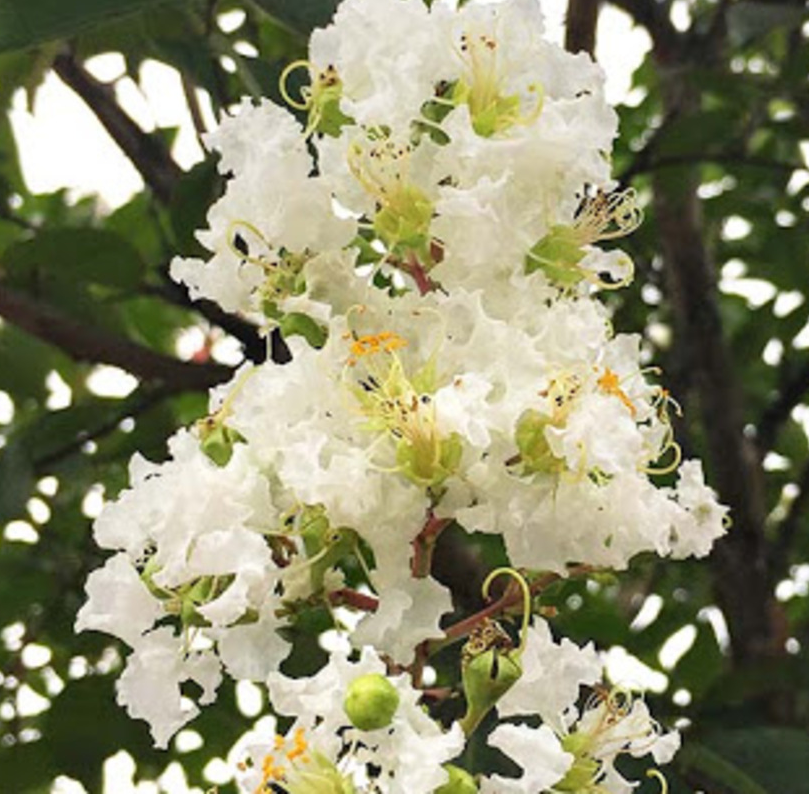 Lagerstroemia ind. 'Sarah's Favorite'