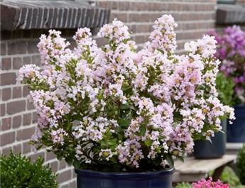Lagerstroemia ind. 'With Love Babe'