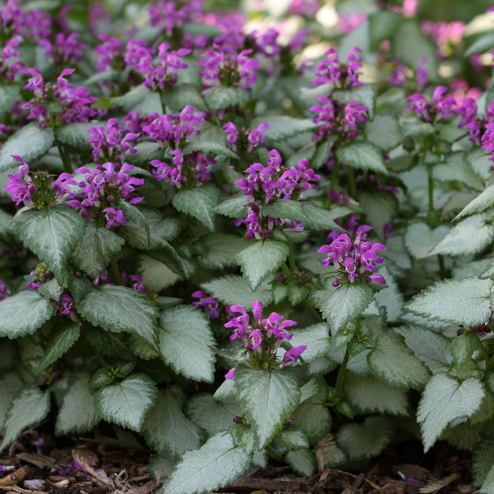 Lamium mac. 'Beacon Silver'
