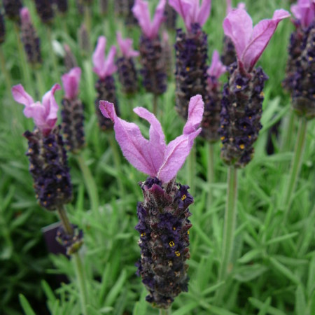Lavandula stoechas 'Anouk Dark Purple'