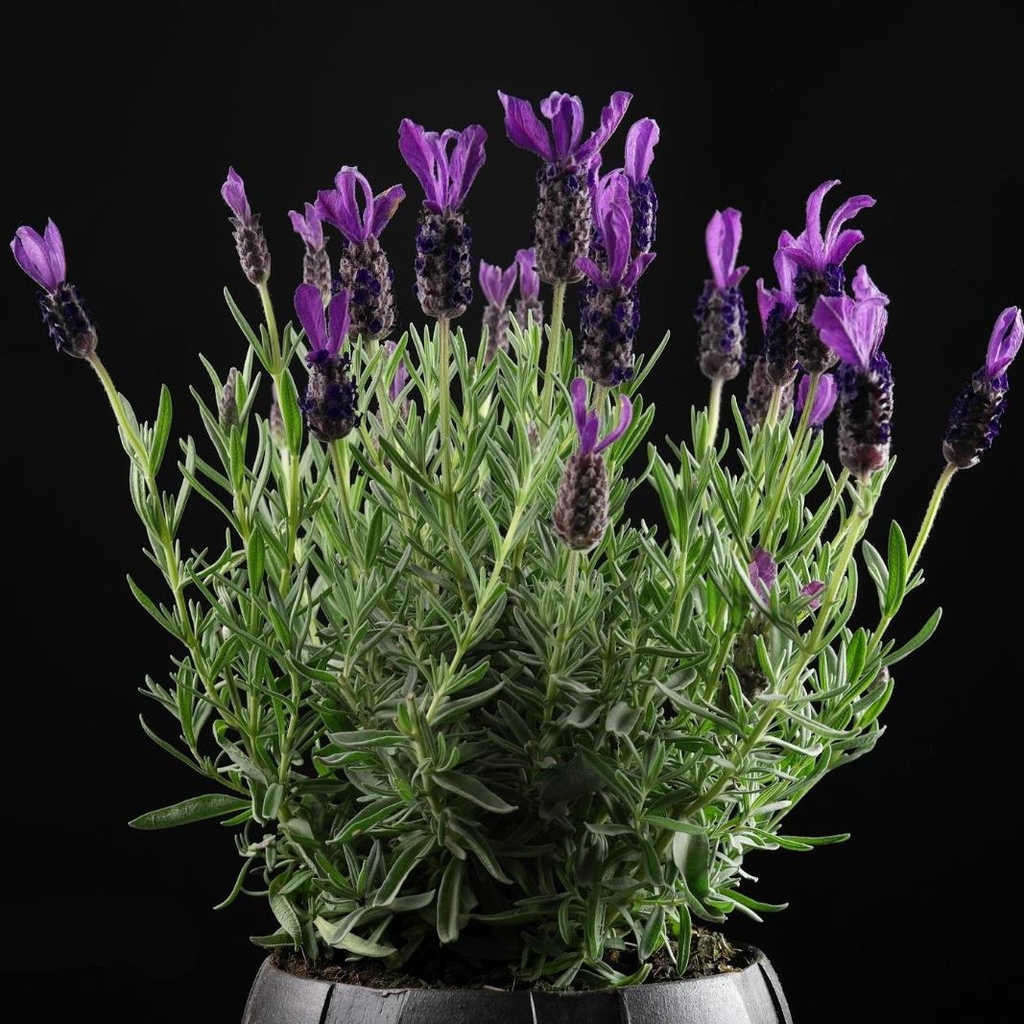 Lavandula stoechas 'Great Adventure'